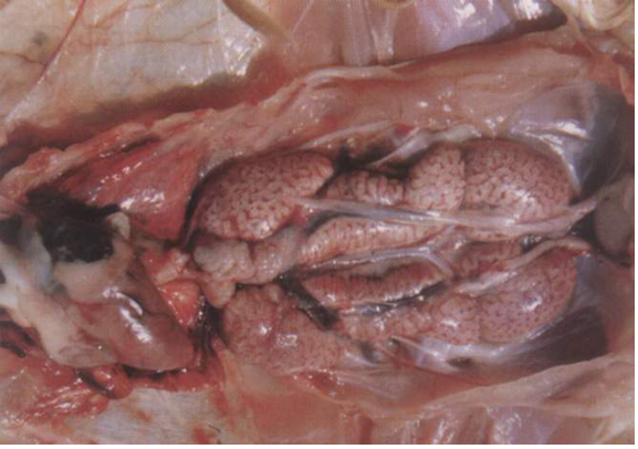 FUN88��������(�й���)�ٷ���վ